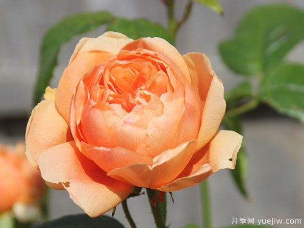 卡罗琳骑士月季/卡罗琳奈特月季(图2) 卡罗琳骑士月季/卡罗琳奈特月季(图2)