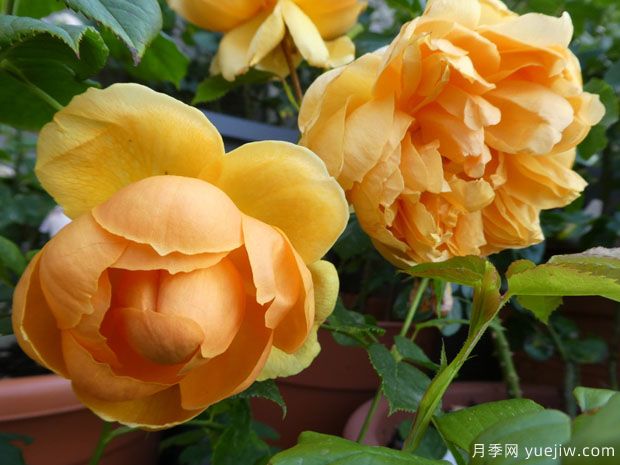 卡罗琳骑士月季/卡罗琳奈特月季(图1) 卡罗琳骑士月季/卡罗琳奈特月季(图1)