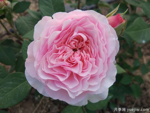 罗莎琳达月季(图1) 罗莎琳达月季(图1)