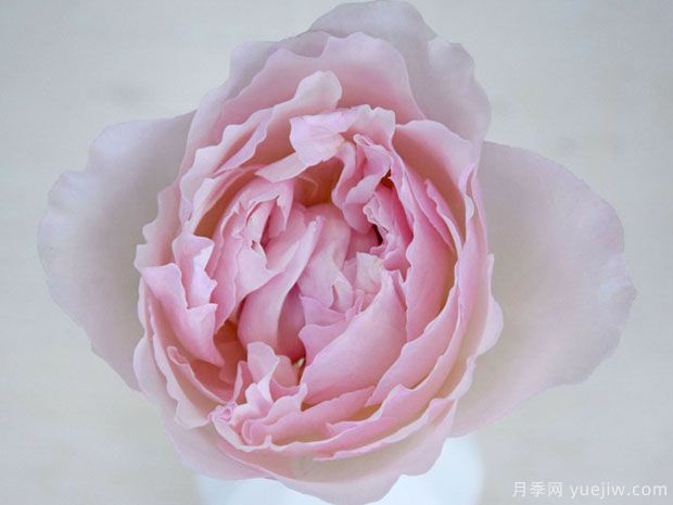 罗莎琳达月季(图2) 罗莎琳达月季(图2)