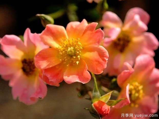 快乐的家伙月季(图2)