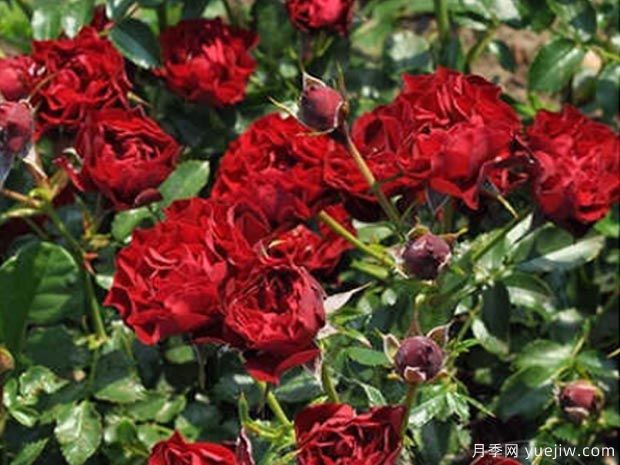 珊瑚小精灵月季(图1)