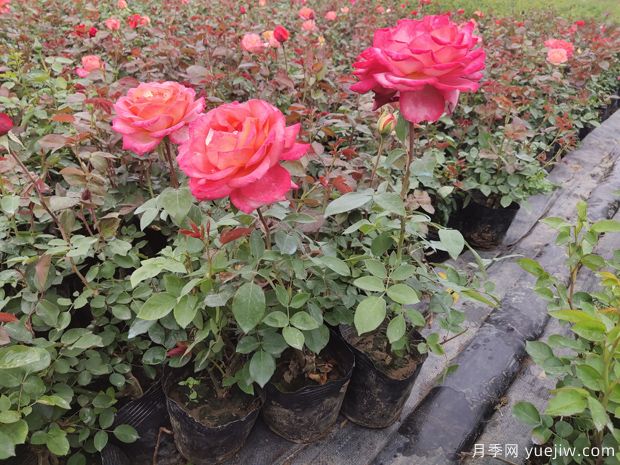 月季叶片干枯的几种原因和应对措施(图1) 月季叶片干枯的几种原因和应对措施(图1)