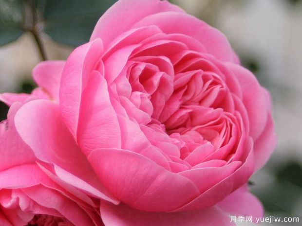 明星伊娃月季(图2) 明星伊娃月季(图2)