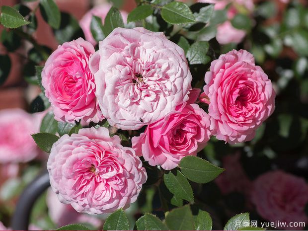 明星伊娃月季(图1) 明星伊娃月季(图1)