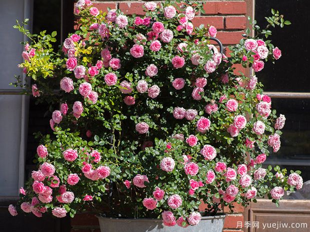 明星伊娃月季(图3) 明星伊娃月季(图3)