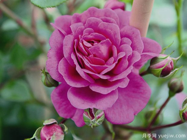 明星梅琳娜月季(图1) 明星梅琳娜月季(图1)