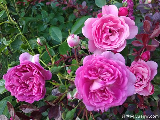 明星梅琳娜月季(图2) 明星梅琳娜月季(图2)