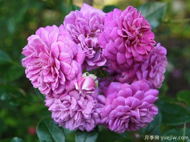 明星梅琳娜月季(图3) 明星梅琳娜月季(图3)