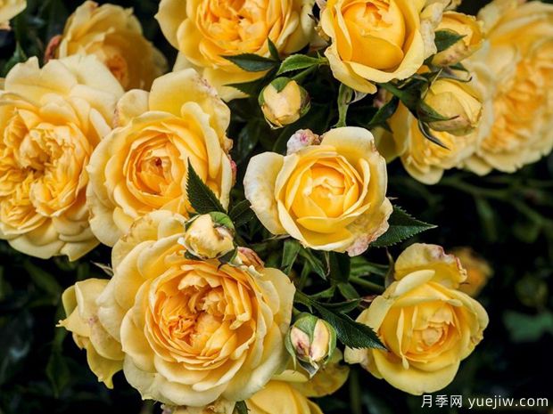 明星伊丽达月季(图1) 明星伊丽达月季/明星艾丽达(图1)