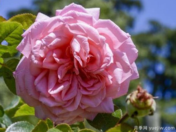 长岛月季(图1)