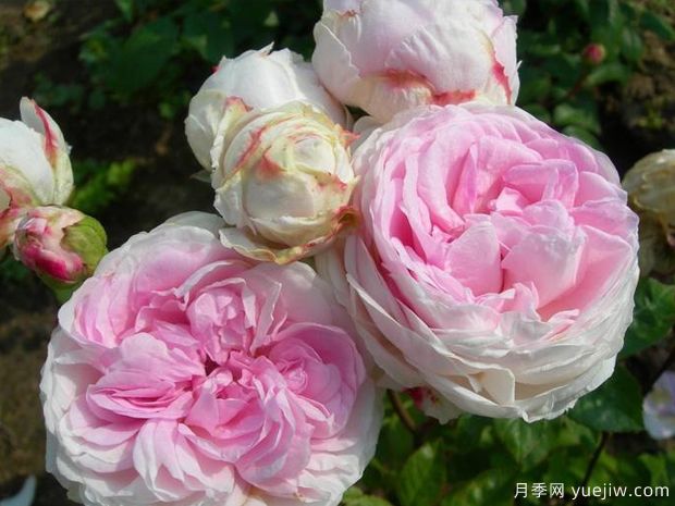 藤本粉妆楼月季(图1) 藤本粉妆楼月季(图1)