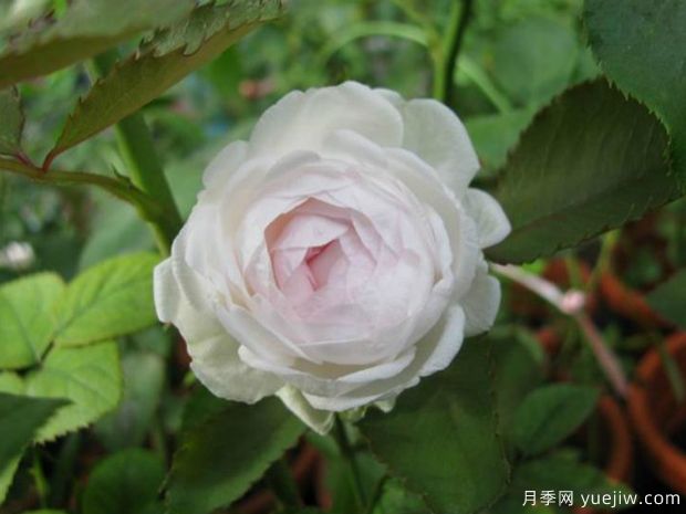 藤本粉妆楼月季(图2) 藤本粉妆楼月季(图2)