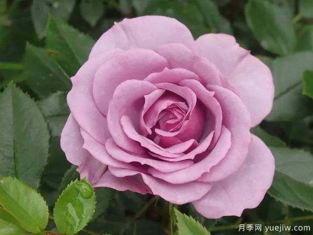 香水花环月季/香水门廊(图3)