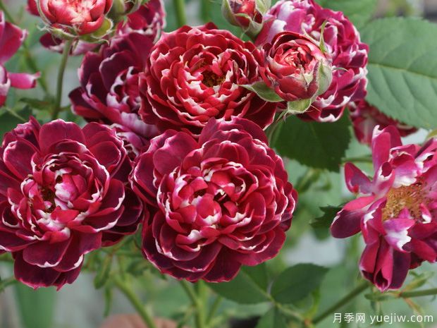 疯狂月季(图1) 疯狂月季(图1)