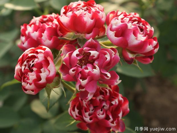 疯狂月季(图2) 疯狂月季(图3)