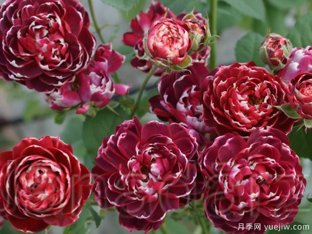 疯狂月季(图2) 疯狂月季(图2)