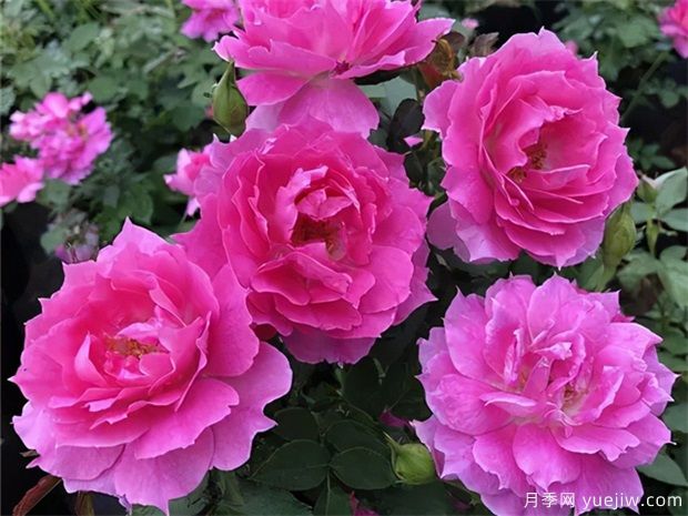 种好月季花的7个要点和3个注意(图1) 种好月季花的7个要点和3个注意(图1)