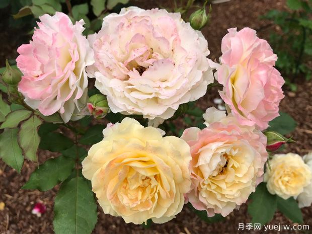 贝诺伊特格罗特月季(图1)