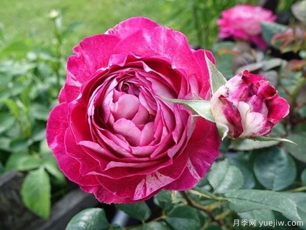 魅力瑟格萨月季(图1) 魅力瑟格萨月季/美丽的塞戈萨(图3)