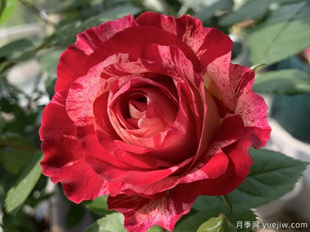 魅力瑟格萨月季(图2) 魅力瑟格萨月季/美丽的塞戈萨(图1)