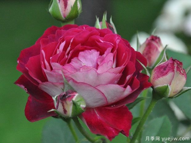 魅力瑟格萨月季(图2) 魅力瑟格萨月季/美丽的塞戈萨(图2)