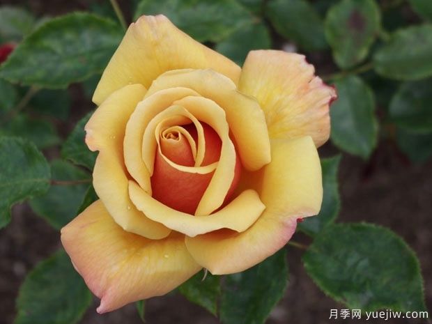 美好时光月季/百丽美女/贝里美女(图1)