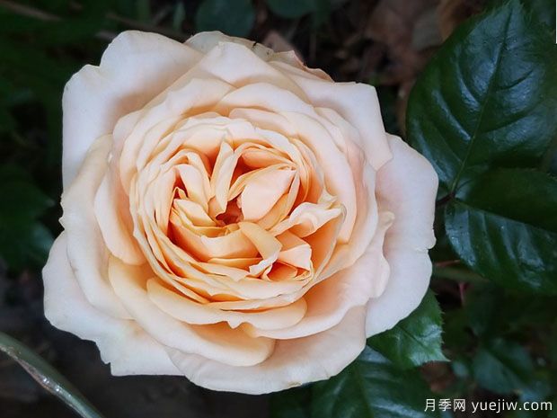 多彩琥珀月季/海德花园月季(图1)