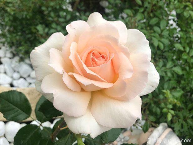 多彩琥珀月季/海德花园月季(图3)