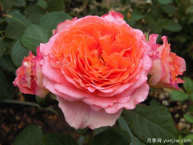 玫瑰经圣母月季/玫瑰圣殿/玫瑰圣母院(图1)