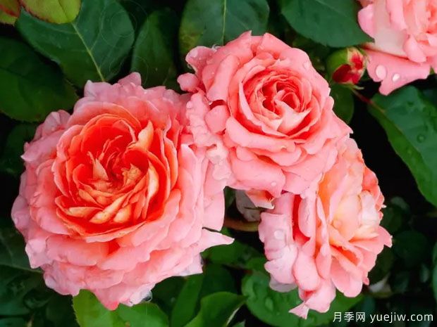 玫瑰经圣母月季/玫瑰圣殿/玫瑰圣母院(图2)