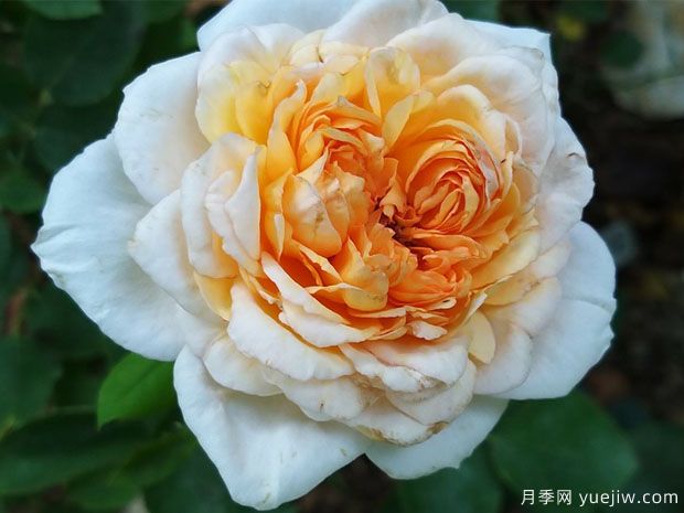 园丁夫人月季(图3)