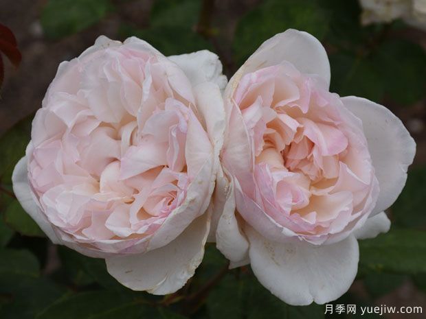 马瑞安吉拉月季(图3) 马瑞安吉拉月季(图3)