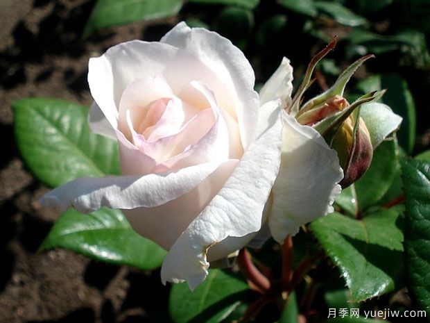 马瑞安吉拉月季(图2) 马瑞安吉拉月季(图2)