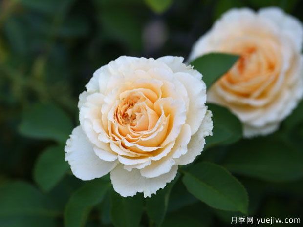 丹尼尔哈恩月季(图1) 丹尼尔哈恩月季(图1)