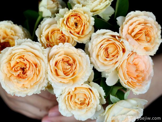 丹尼尔哈恩月季(图2) 丹尼尔哈恩月季(图3)