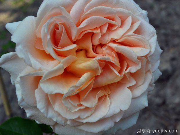 丹尼尔哈恩月季(图2) 丹尼尔哈恩月季(图2)