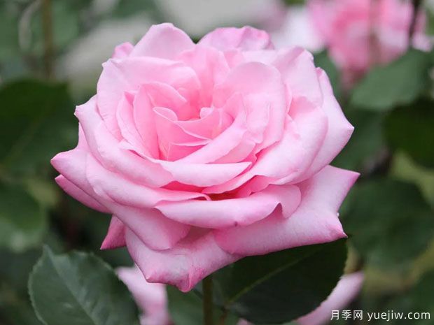 桃香月季/香桃月季(图4)