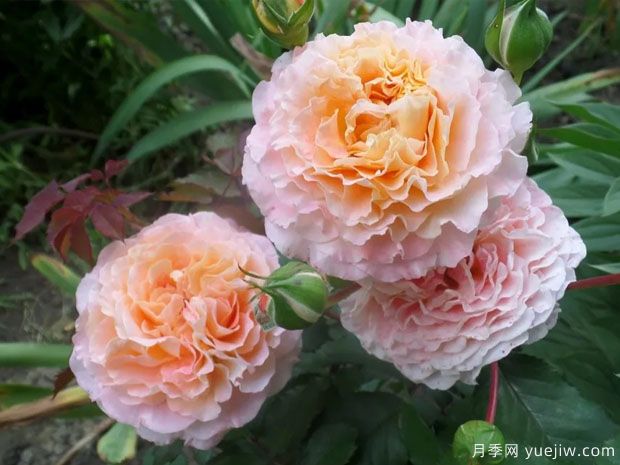 艺术家杰夫月季(图1)