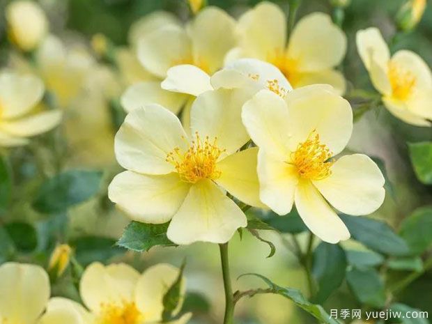 姗姗而来月季/温柔的托特琳月季(图3)