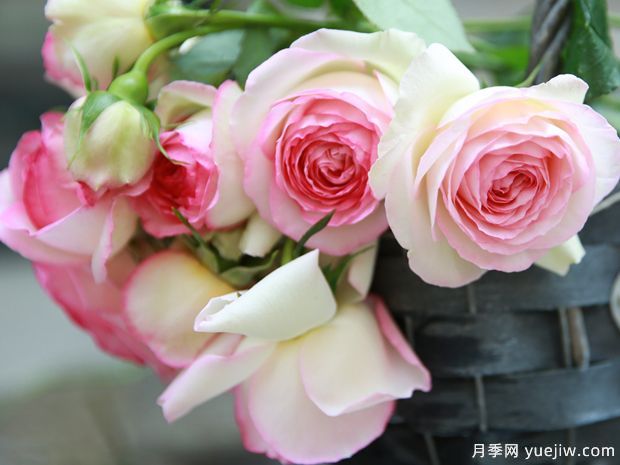 网友的排名前十***受欢迎月季品种(图1)