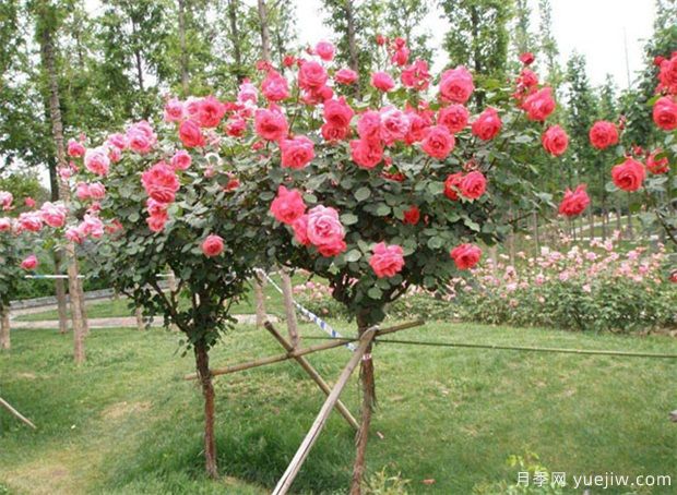 原产南阳的树状月季五大类型及特点(图1) 原产南阳的树状月季五大类型及特点(图1)