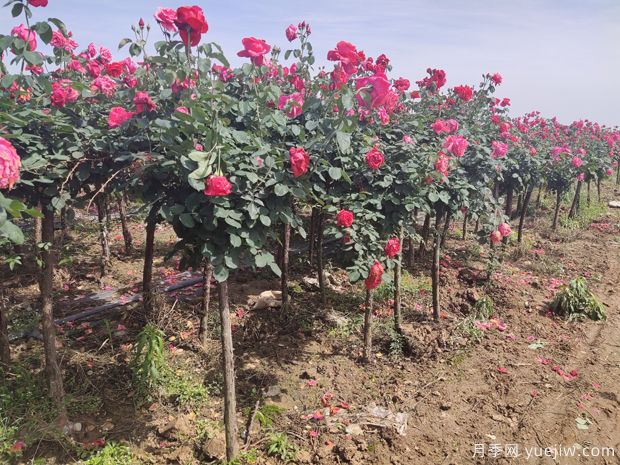 原产南阳的树状月季五大类型及特点(图2) 原产南阳的树状月季五大类型及特点(图2)