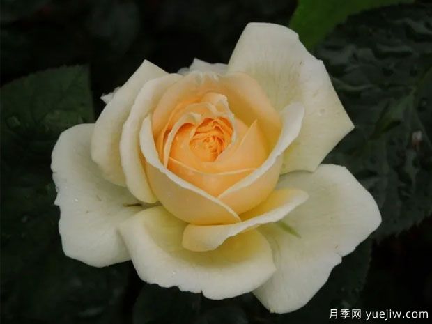 曼纽尔卡诺瓦斯月季(图1)