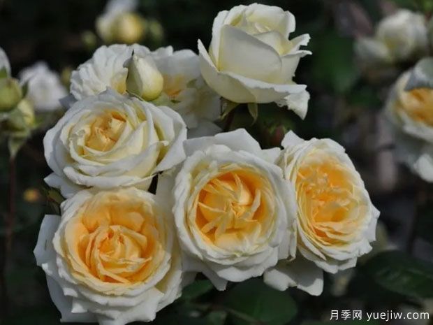 曼纽尔卡诺瓦斯月季(图2)