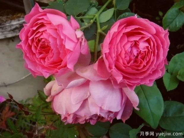 玛丽埃文月季(图1)