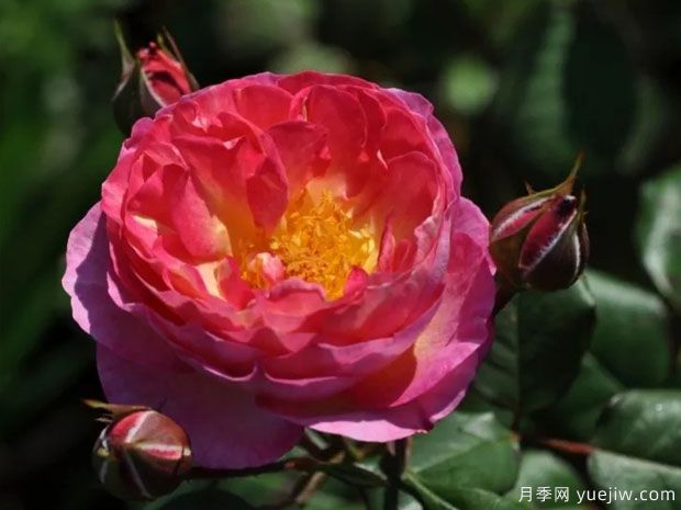 斯塔尔夫人月季/丝带夫人(图2)