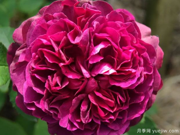 威廉莎士比亚月季(图1) 威廉莎士比亚月季(图1)