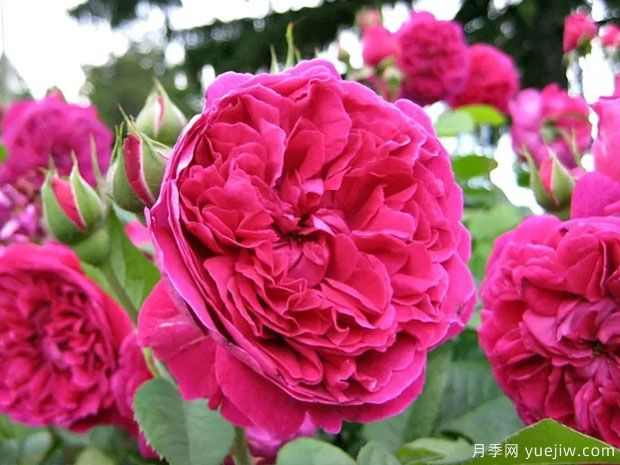 威廉莎士比亚月季(图2) 威廉莎士比亚月季(图2)