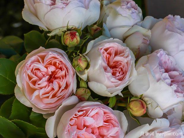 致命诱惑月季/公主面纱月季(图1)